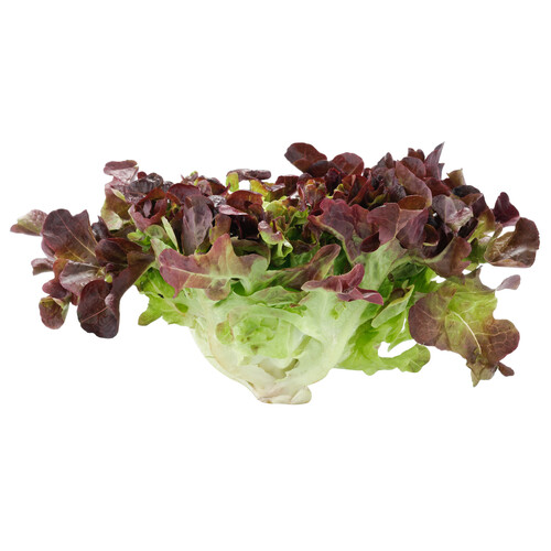 Lechuga hoja de roble roja 1 ud.