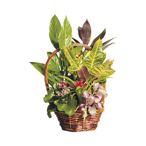 Cesta decorativa con 6 plantas naturales VIVEROS.