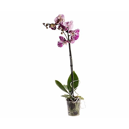 Orquídea de un tallo con maceta de cerámica de 12 centímetros, VIVEROS.