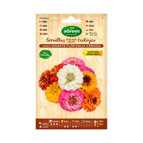 Semillas de zinnia gigante flor dalia variada aptas para cultivo ecológico, AGREEN HUERTO Y JARDÍN.