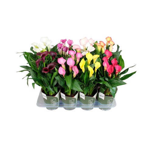 Calla m14 mix altura 40/55 cm