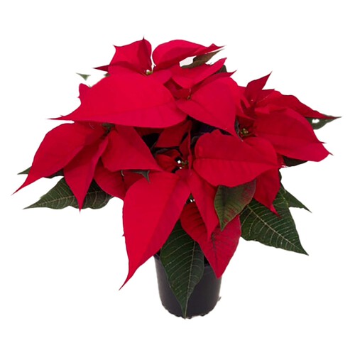 Poinsettia o flor de Pascua con maceta de 14 centímetros y 6 u 8 brotes VIVEROS 1 unidad.