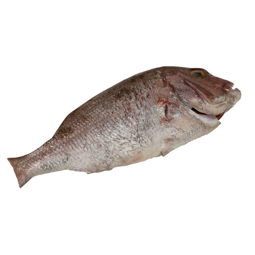 Pargo de cría mostrador