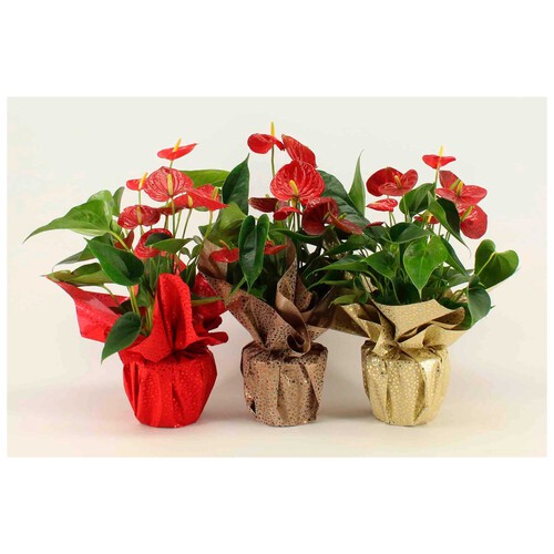 Anthurium con bolsa regalo y maceta cerámica, OZ PLANTEN.