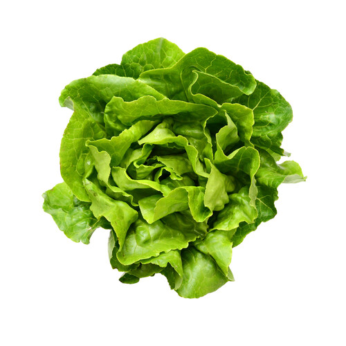 Lechuga Batavia 